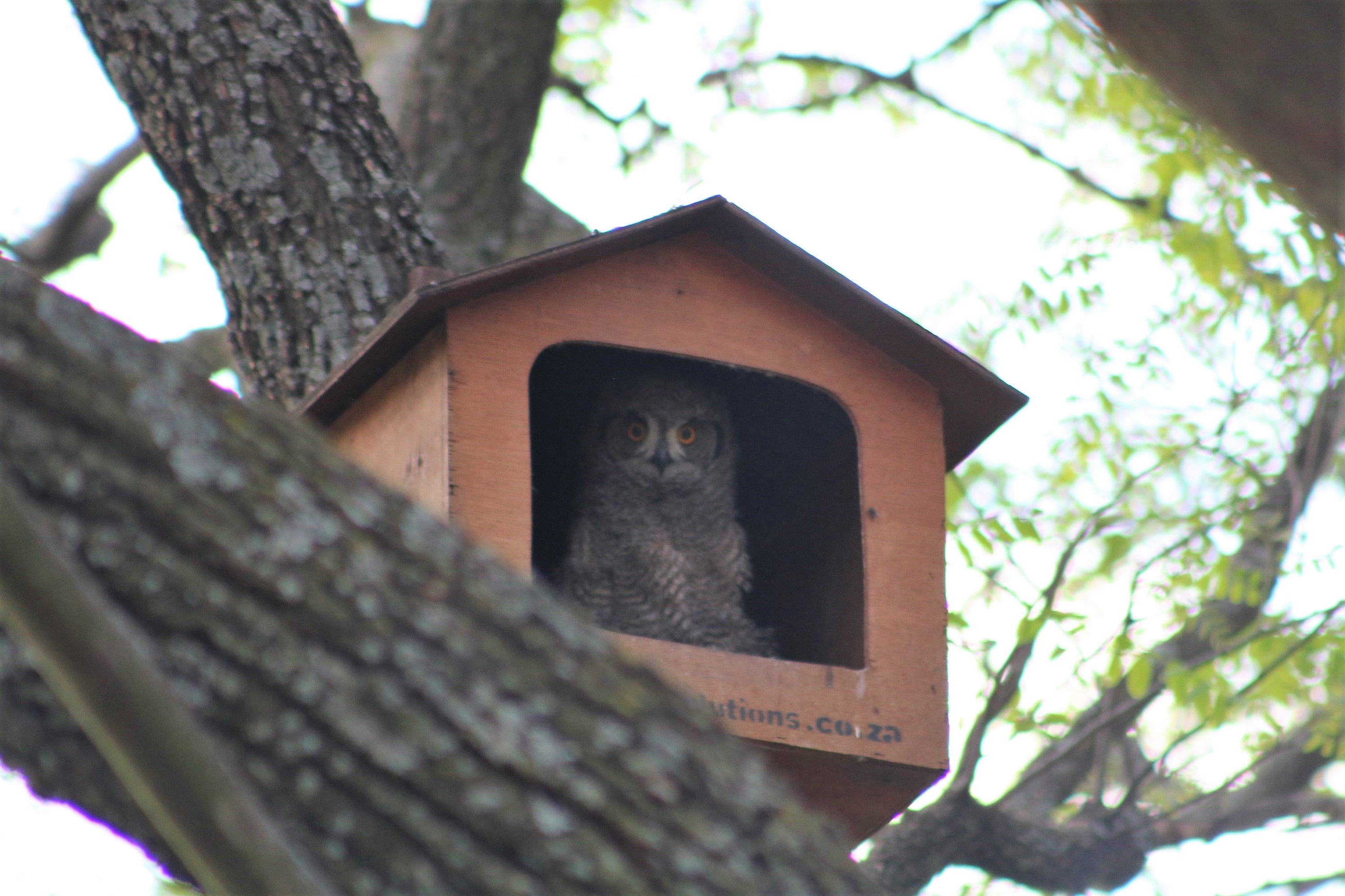Owl Box Location — EcoSolutions Urban Ecology